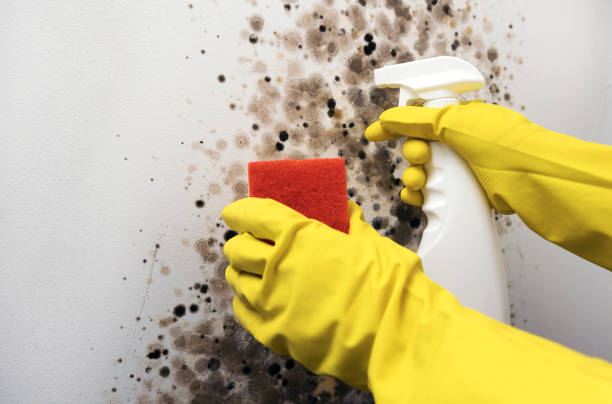 Best Residential Mold Remediation in Perry, GA