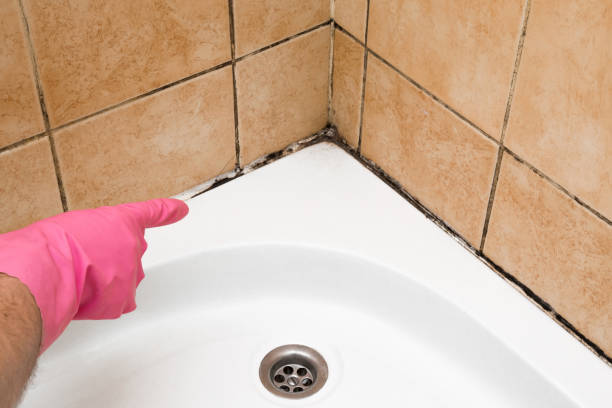 Best Preventive Mold Services in Perry, GA